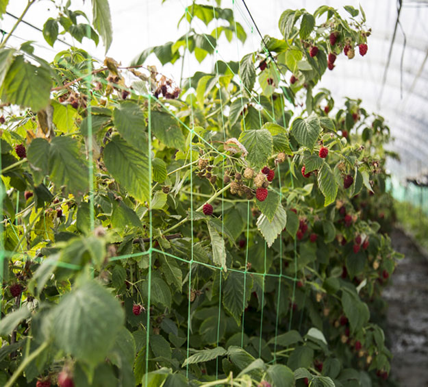 Cucumber,Tomatoes & Vine Plants Clematis Yuehuam Trellis Netting,70.86X70.87Inch/1.8x1.8M Heavy Duty Garden Plant Trellis Netting Flexible Net Support Vine Support for Vegetables 
