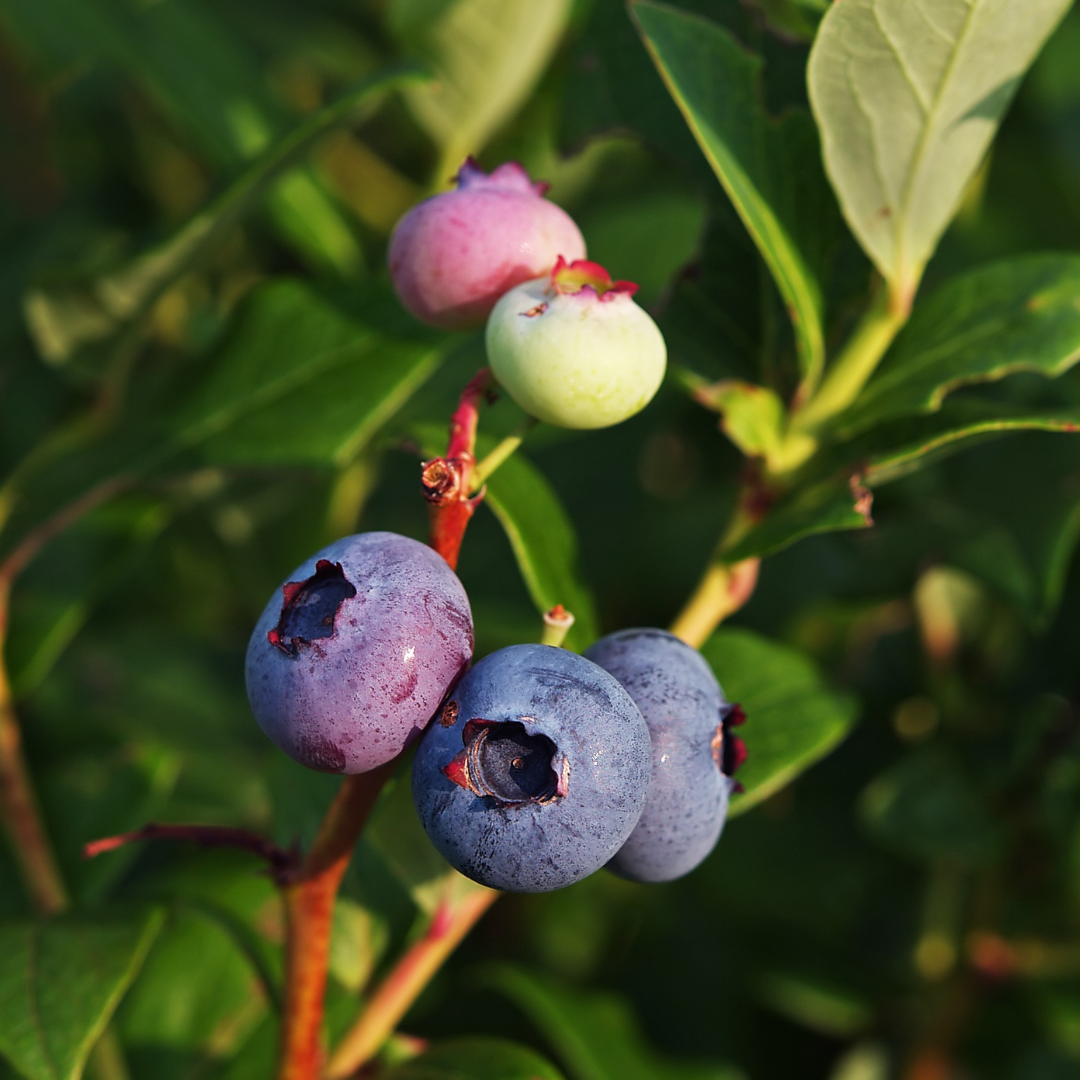 everything about growing blueberry