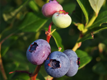 Everything You Need to Know About Blueberry
