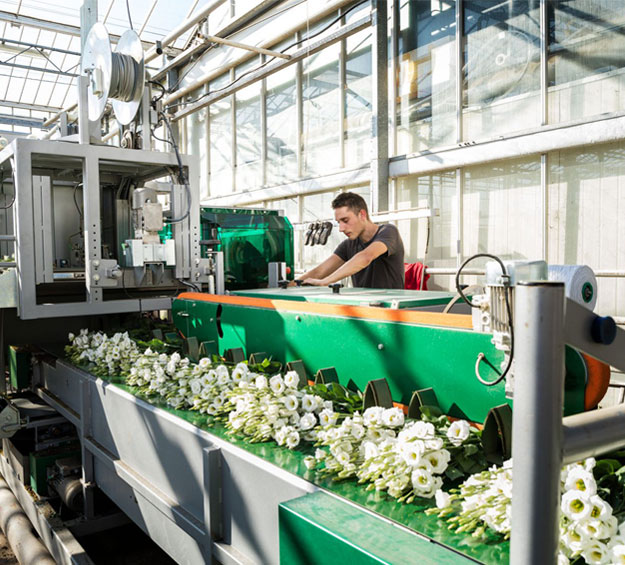 mobile flower harvester for greenhouse