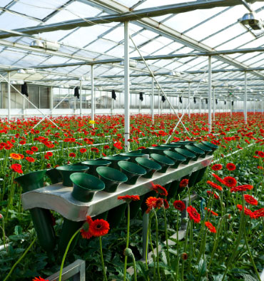 flower Harvesting machineries for floriculture greenhouses