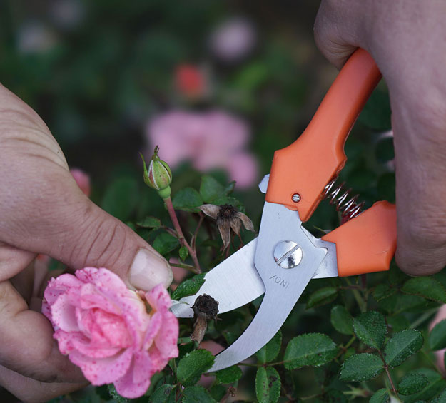 pruning and cutting shears for florist