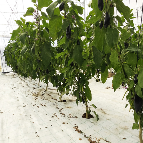 İstixana yer örtüyü – alaq otlarına qarşı (105 g & 130 g) - Harvesso