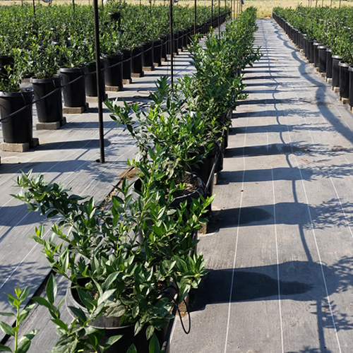 İstixana yer örtüyü – alaq otlarına qarşı (105 g & 130 g) - Harvesso