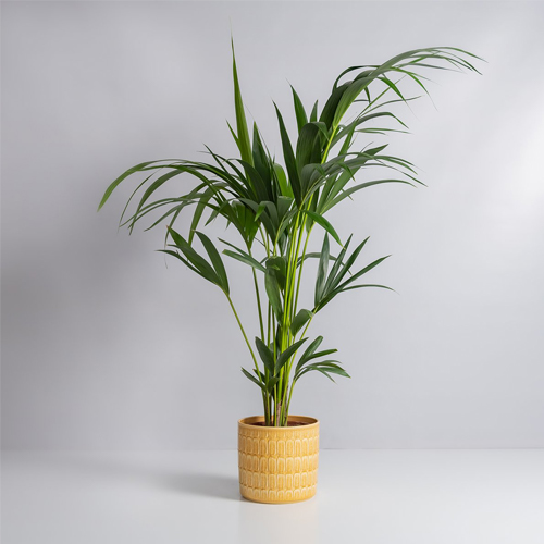 Kentia Palm (Howea Forsteriana), 120 sm - Harvesso