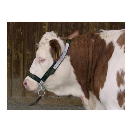Cow halter with chin chain,  strengthened with leather - Harvesso