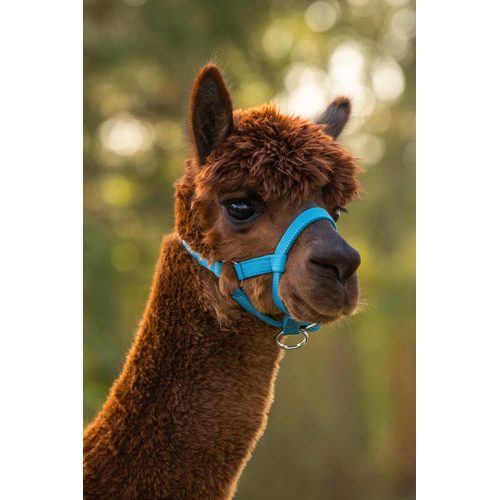 Halter for alpacas, adjustable, blue, Kerbl - Harvesso