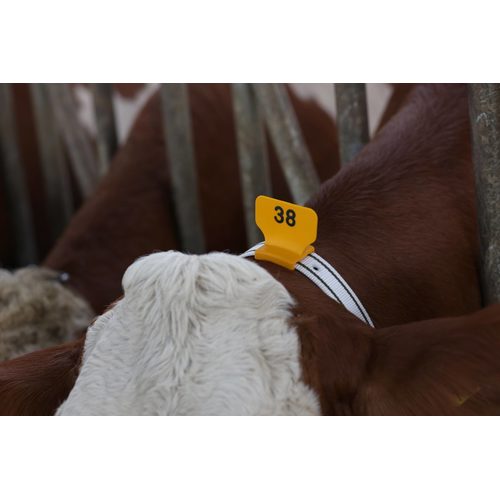 Numbering Block Stand., yellow plain , 25 pcs per pouch - Harvesso
