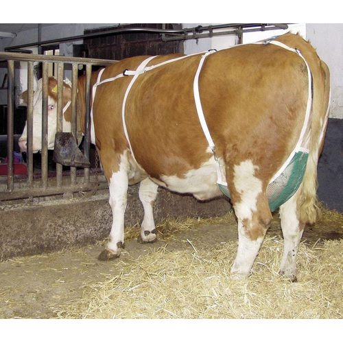 Udder protection with neck strap, extra large - Harvesso